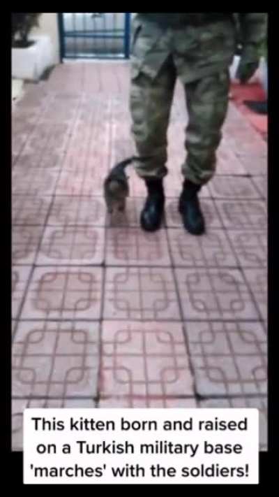 A cat soldier