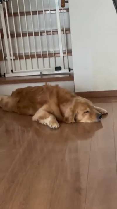 What musical instrument is he playing in his dream? ha ha ha