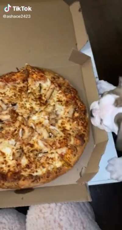 pizza thief