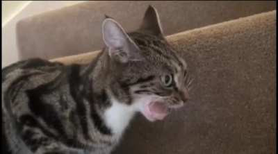 Chewing function error