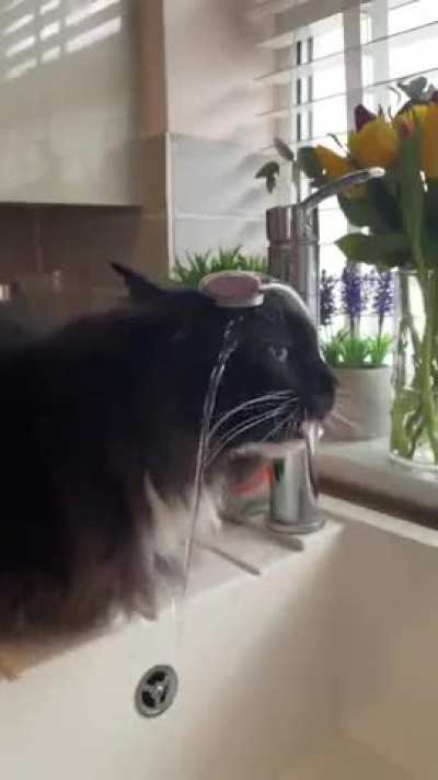 Thirsty Wunkus