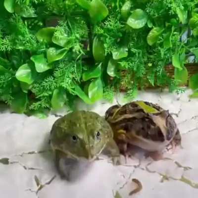 Cannibal