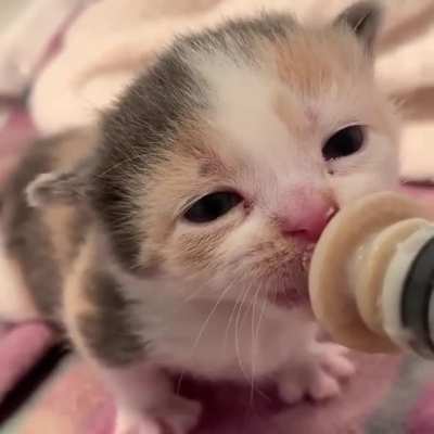 Cutest ear Wiggles