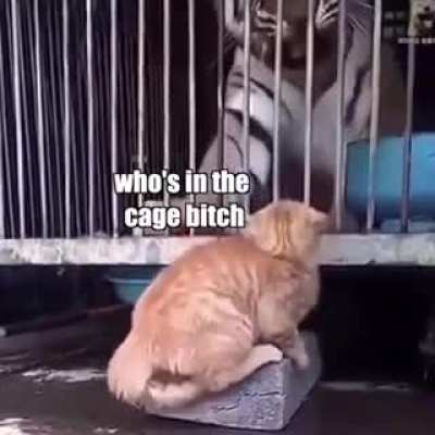 Cats being cats😼