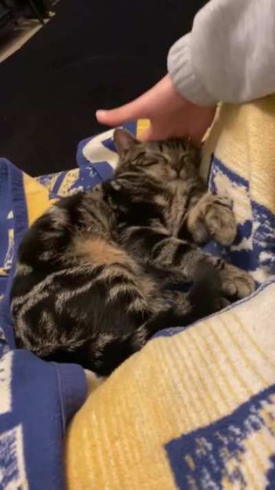 A very squishy kitty