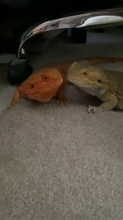 Priceless...Peper sneaks a kiss then looks at me like “What?”