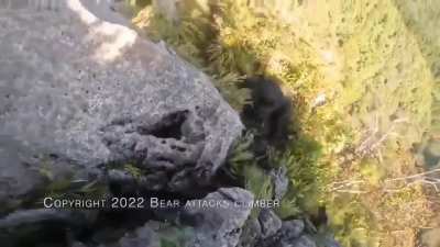 Poor bear just wanted to play…