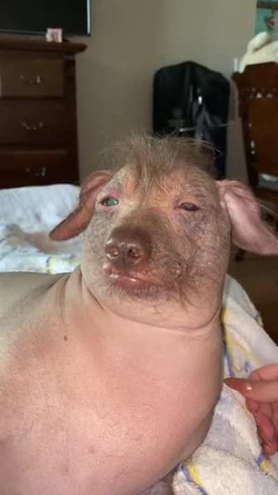 funky looking dog