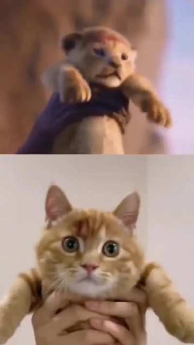 I’m not sure if this has been posted here before