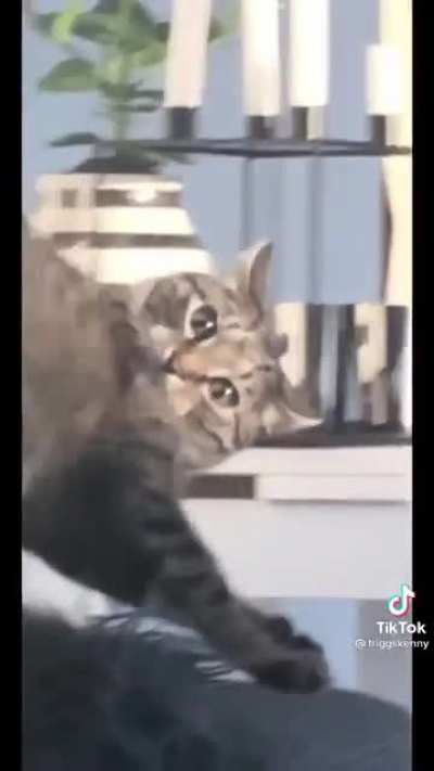 Cat doing cat things