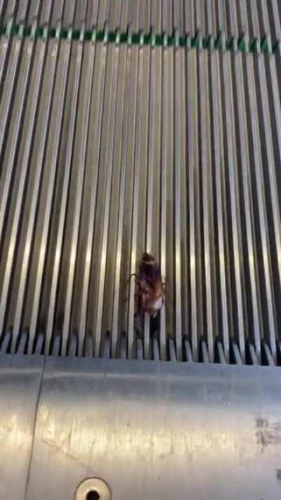 Escalator Cockroach at Coorparoo Square does his best