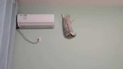 Spider meow