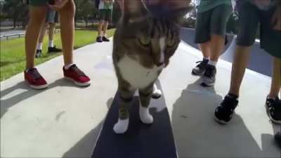 kat kot