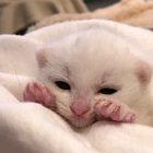 Illegally small purrs!