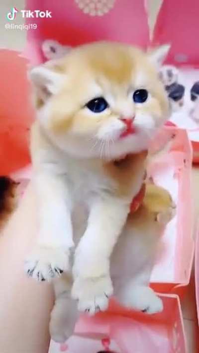 Sell Sell!!! Cat showroom