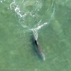 Flying Fish