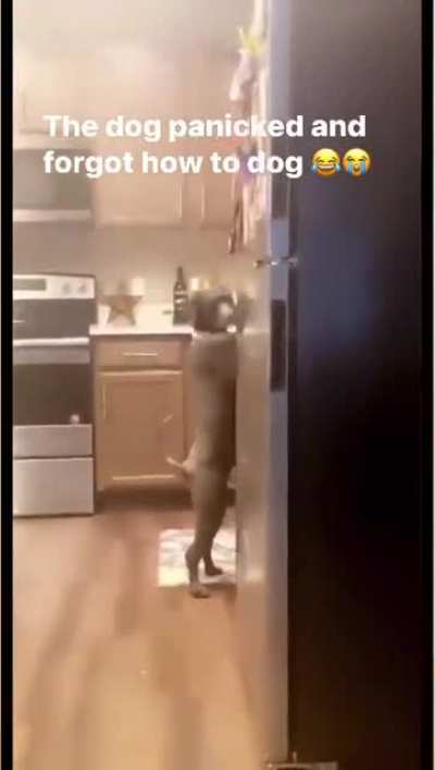 That’s not a dog.