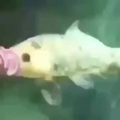 Peixe de chupeta