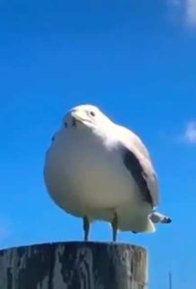he S Q U A W K