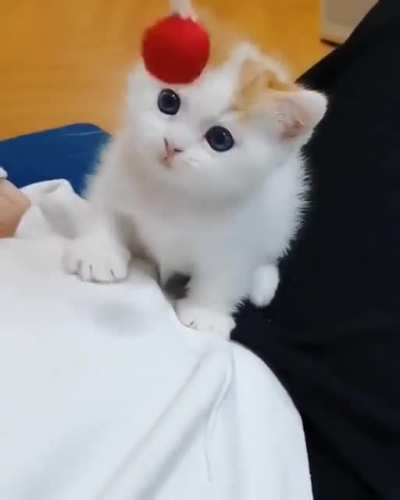 Squishy kitty