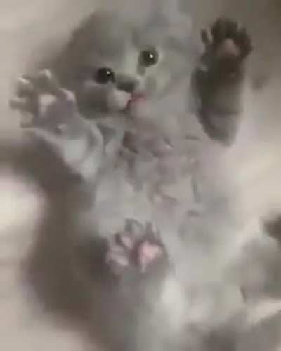 Ah 🐈