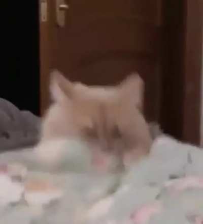 This belongs here i think