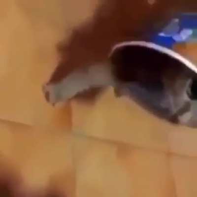 Silly little cat bro
