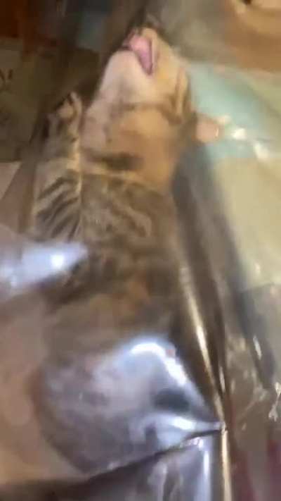 My cat catculating how to eat through clear plastic.