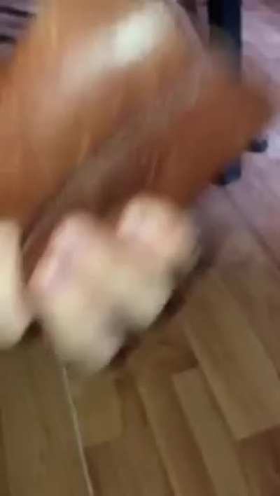 oopsy daisy