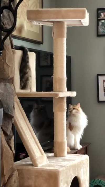 Box Monster Slaps Mouse, Onlooker Watches In Horror