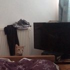 We have a new kitten...I don’t think Ginny is happy about it!