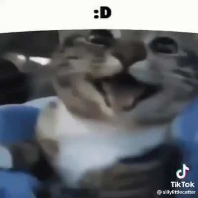 Cat shitpost-Heil Spez