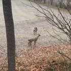 Deer is a little bit territorial