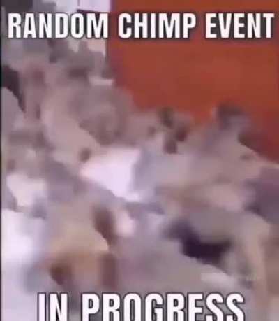 RANDOM CHIMP EVENT HAS BEGUN 🐵🦧⚠️