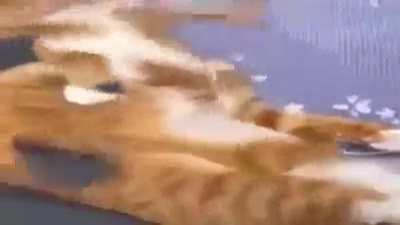 Miqo'te National Anthem