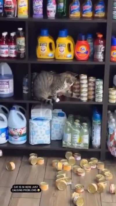 Cats are gonna cat