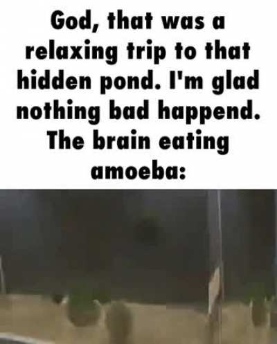 you're brain is: damn?? eaten by amoeba!!