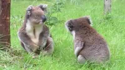 Savage koala fight