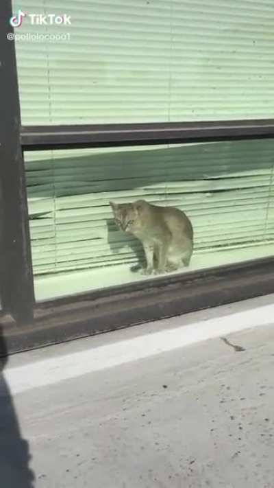 Cat went NOPE