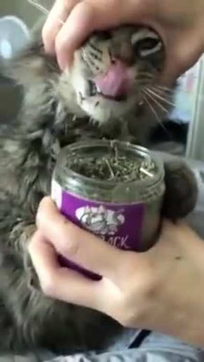 High on catnip