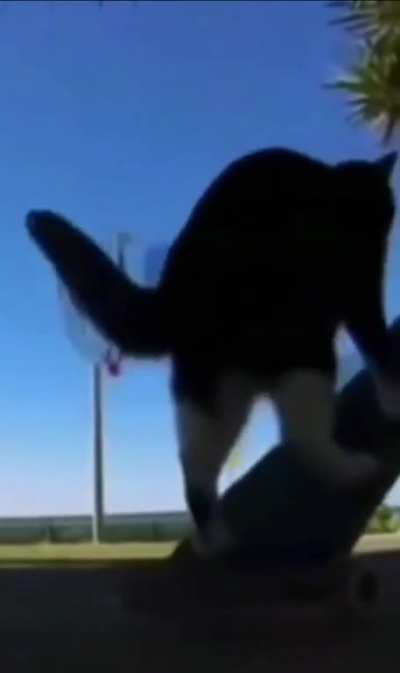 🐈=🛹