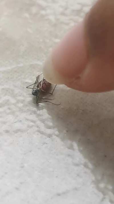 bleeding stolen blood