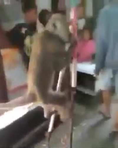 Macaco