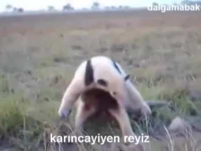 KGBTR - Video #0631