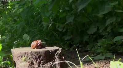 Anya-snails walkover