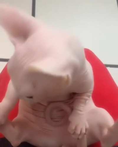 Adorable hairless