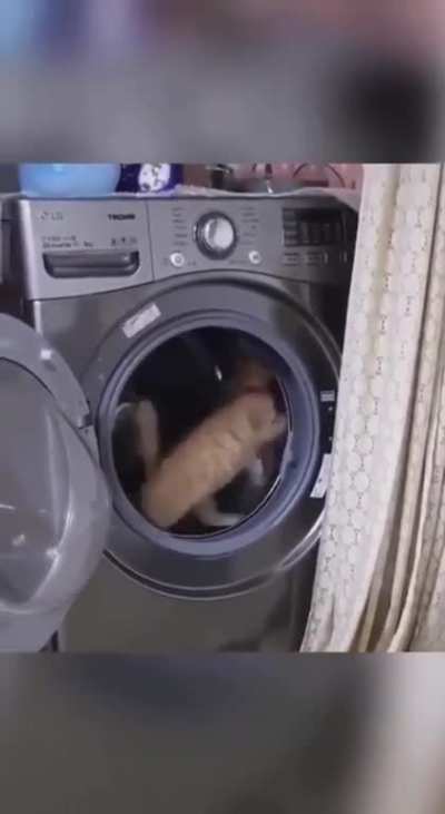 The solution to the problem of buying a normal ring for a cat