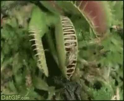 Кусь!