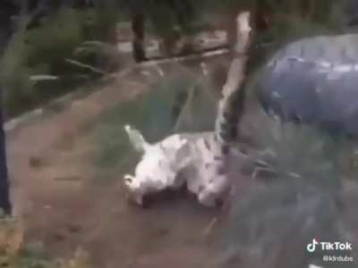 Funny cat