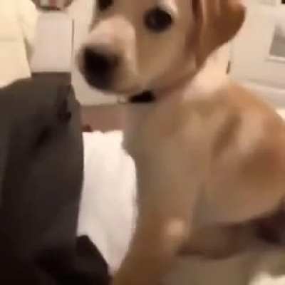 what the dog doin